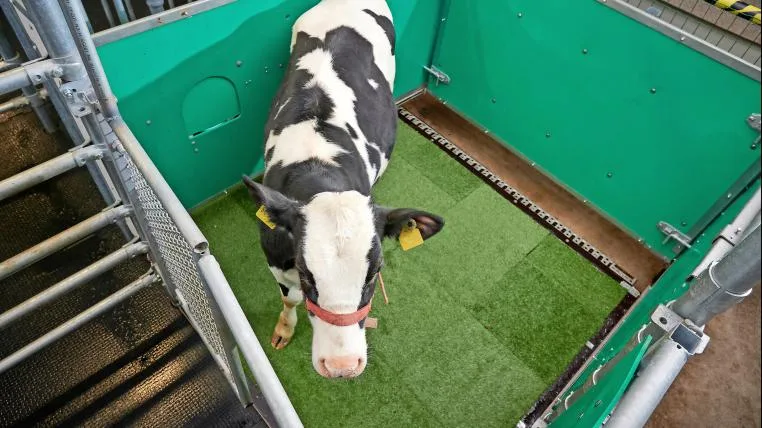 813aeb3cc215a42066481769a1c82cdae134a3db Kuh in Kuhlatrine