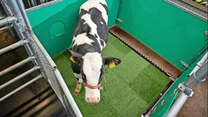 Ein Kalb hat die Latrine aufgesucht. Wenn es nun auch darin pinkelt, gibt es zur Belohnung gequetsche Gerste.