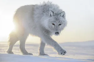 Auf der Suche nach dem Polarwolf begibt sich der Fotograf Vincent Munier während sechs Jahren immer wieder auf einsame Expeditionen in die Arktis.