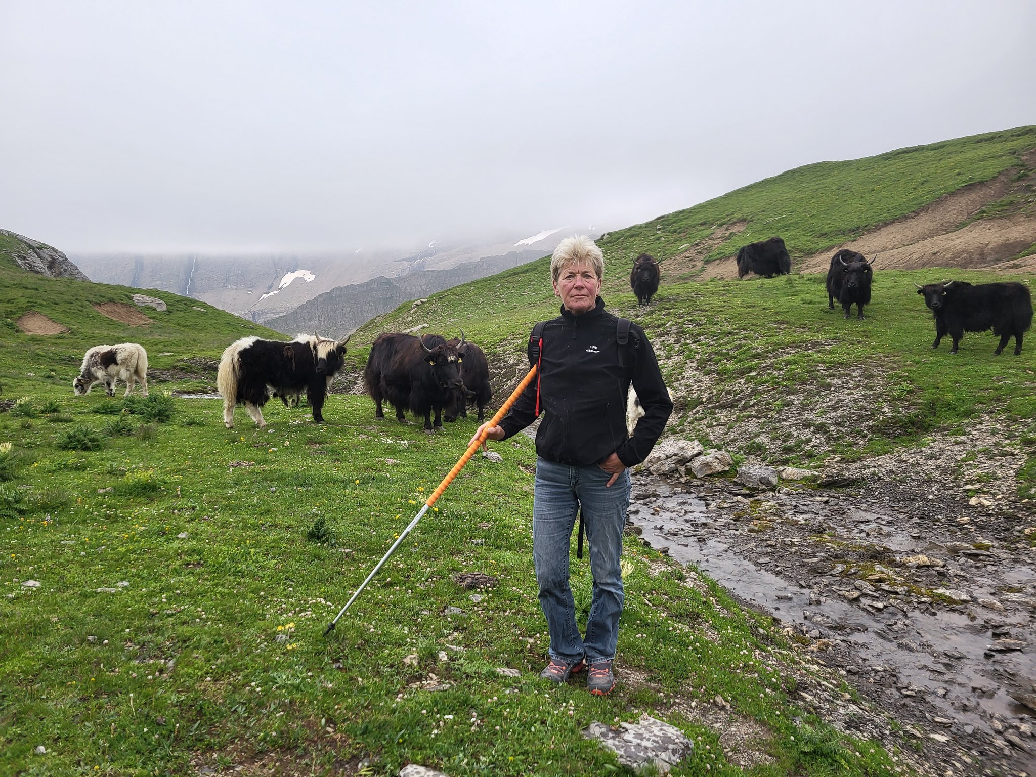 Die Yak-Herde im Berner Oberland