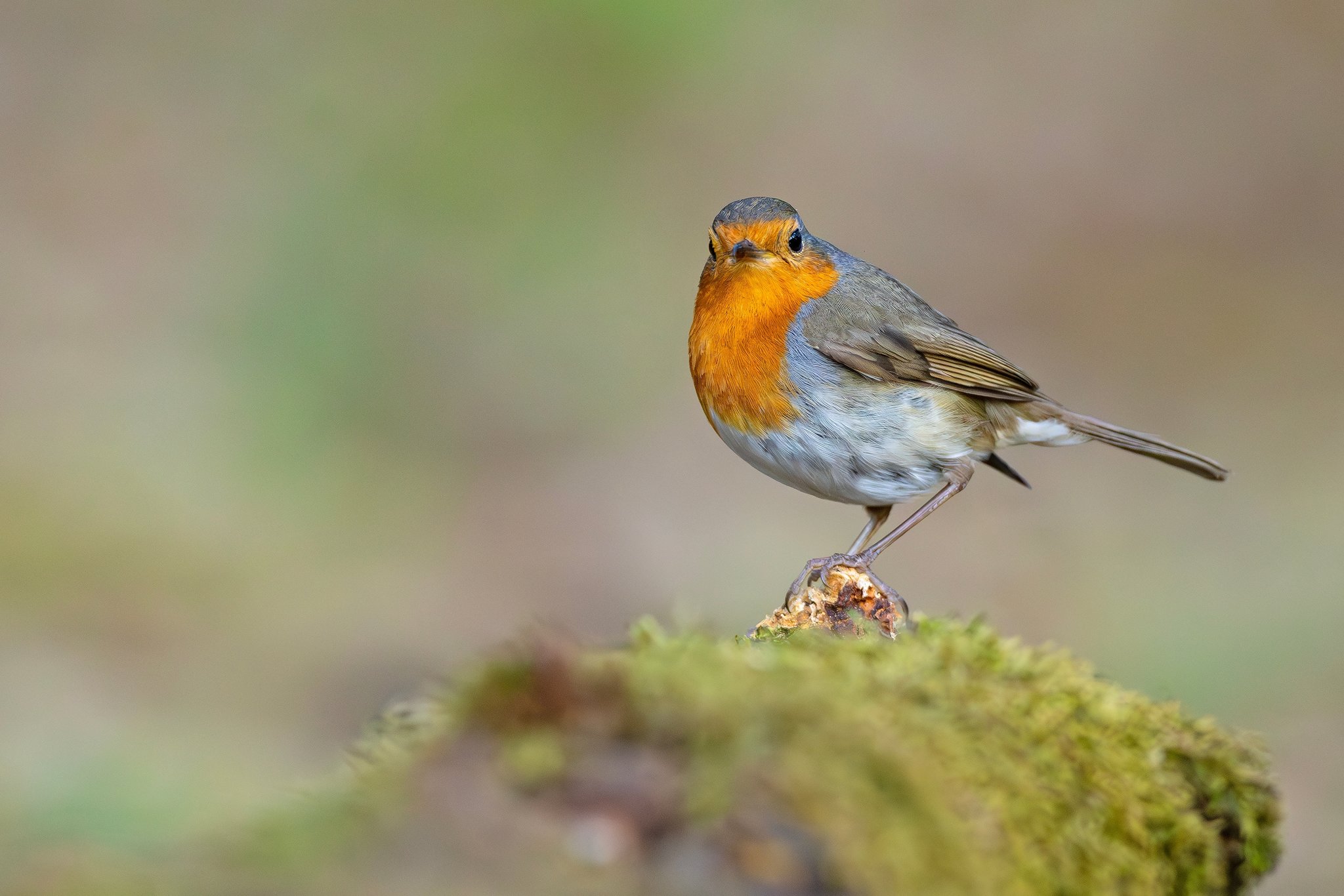 Schweiz wählt Rotkehlchen zum Vogel des Jahres 2025