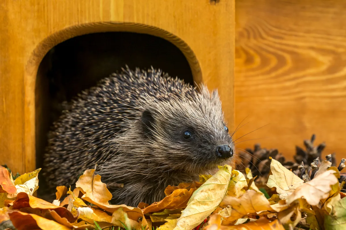 shutterstock_1507960007 Ein winterfestes Haus für den Igel