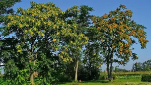 Götterbäume mit Früchten in unterschiedlichen Reifestadien.