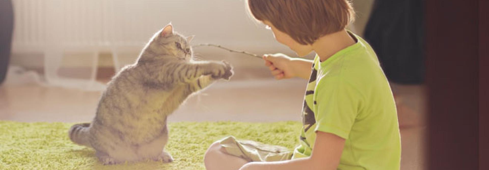 katze-spiel-shutterstock.jpg