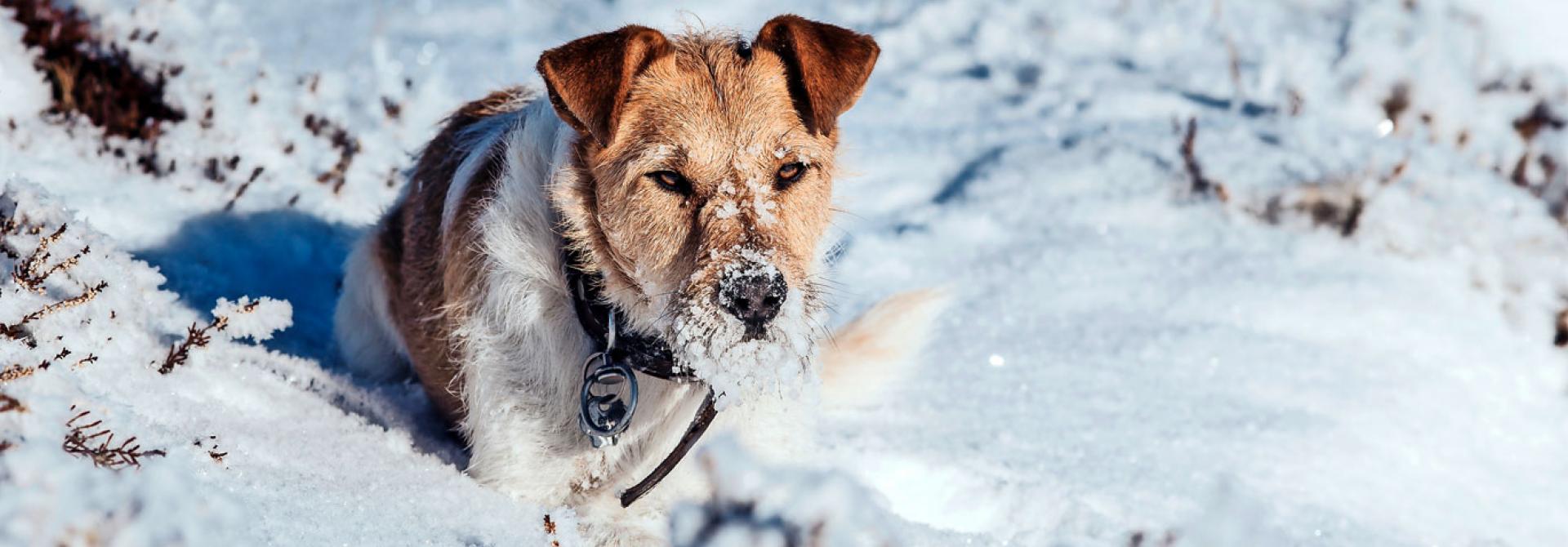 Hund im Schnee