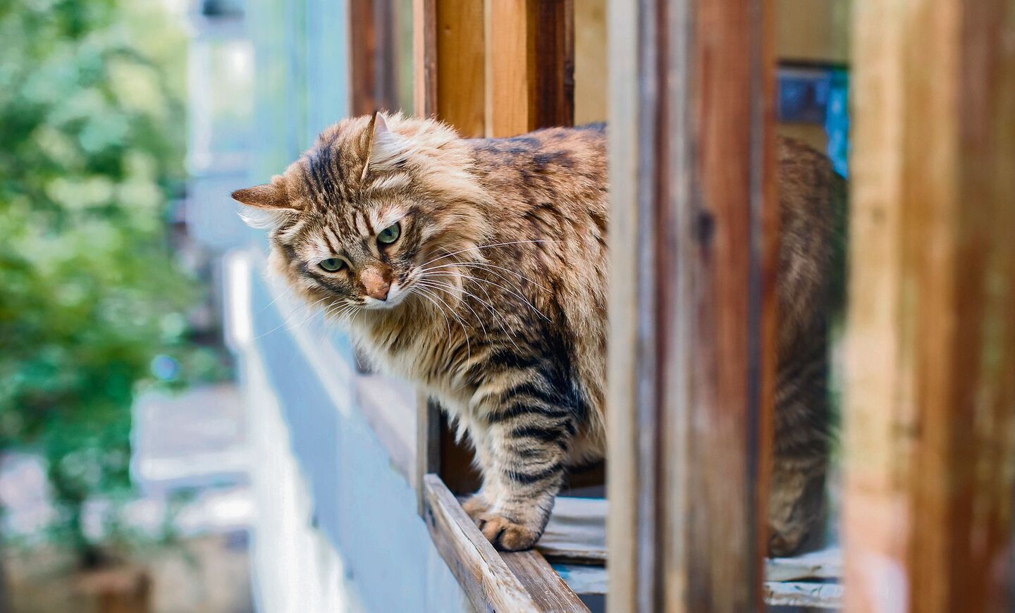 Ungesicherte Fenster können Miezen zum Verhängnis werden.