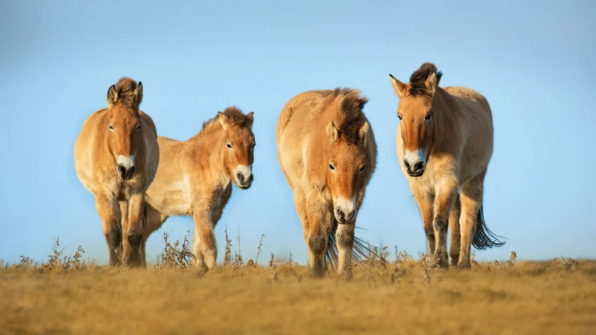 AdobeStock_479578649_Simon_Vasut Przewalski-Pferd
