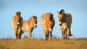 Przewalski, auch "Takhis" gennant, sind relativ klein und haben einen gedrungenen Körper.