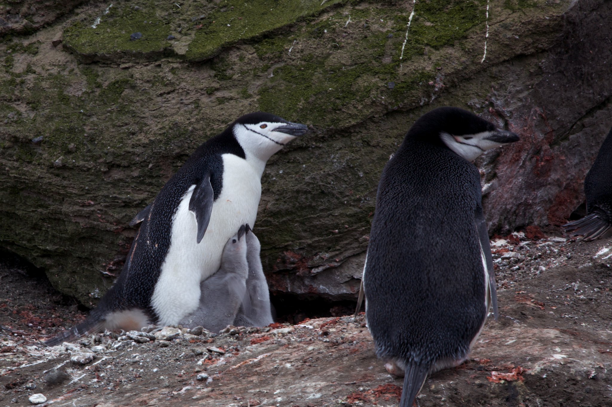 Pinguine schlafen nur sekundenlang