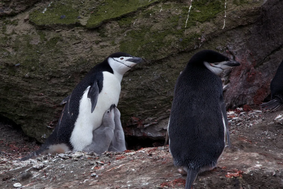 Chinstrap_penguins__Pygoscelis_antarcticus__with_chicks_IMG_0649 Pinguine schlafen nur sekundenlang