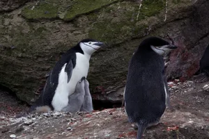 Brütende Zügelpinguine schlafen nur wenige Sekunden am Stück.