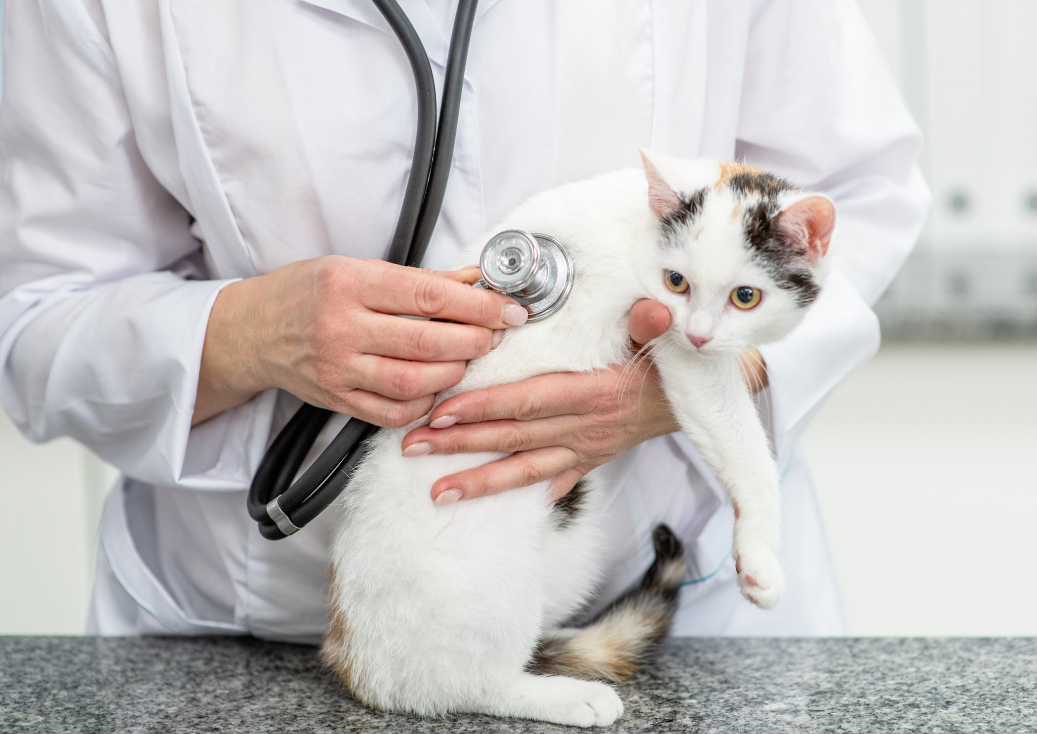 Leben mit «Katzen-Aids»
