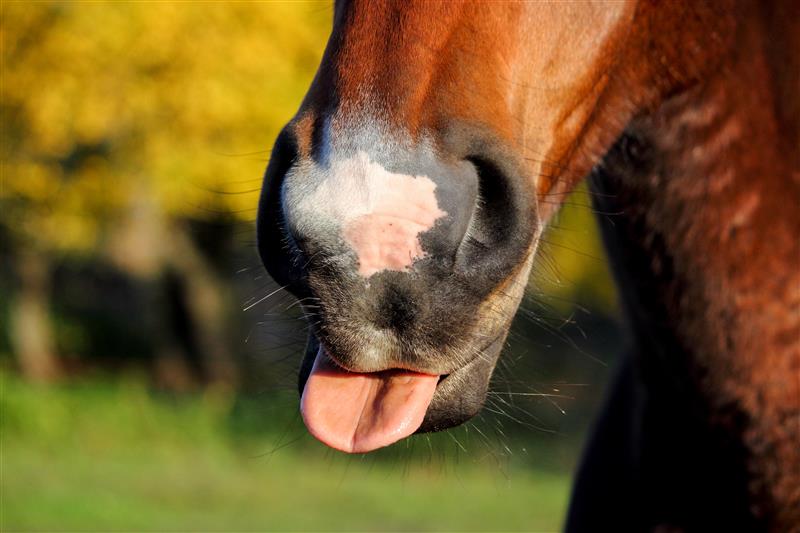10 tierische Redensarten