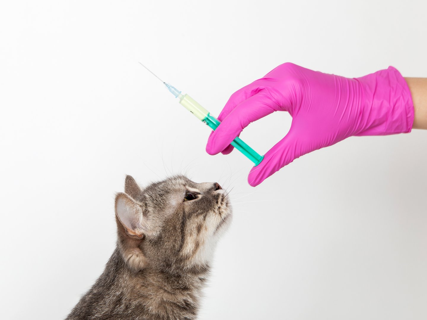 Katzenimpfung – das Wichtigste auf einem Blick