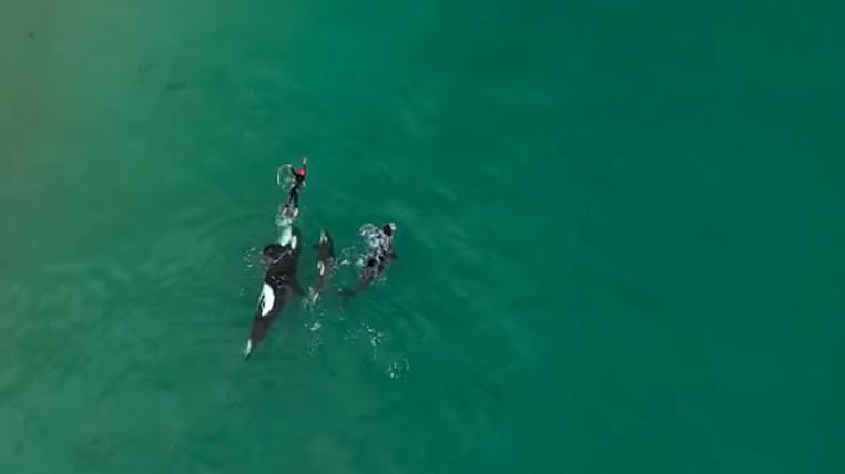orcas-schwimmen-judy-johnson.jpg