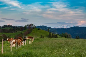 Schweizer Landwirte sind unter den Ersten, die die direkten Auswirkungen des Klimawandels spüren.