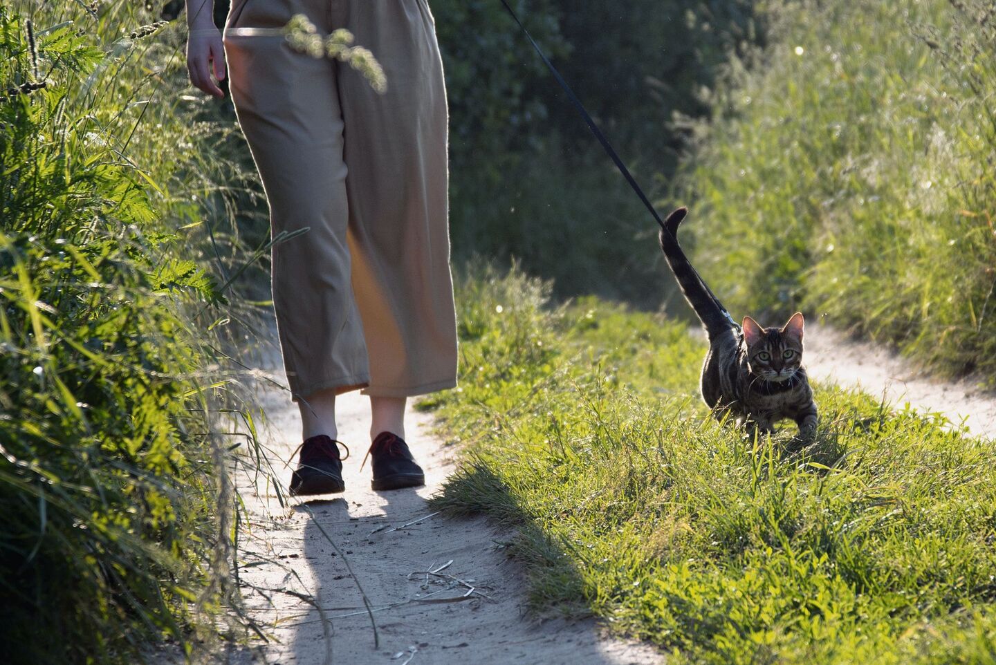 Mit der Katze spazieren zu gehen, stärkt das Vertrauen.