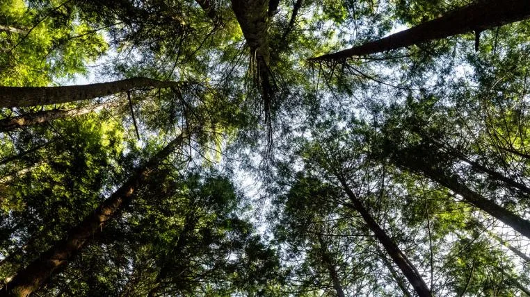 3d8c0b6043027a65f44b7b9a6f826c2556c17a83 Wald von unten