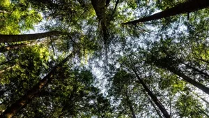 Der Kanton Bern will die Biodiversität im Wald fördern und arbeitet dafür mit privaten Waldbesitzern zusammen.