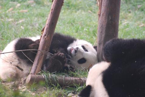 Pandababys in Chengdu