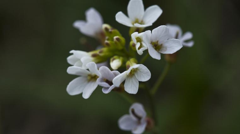 Schaumkresse