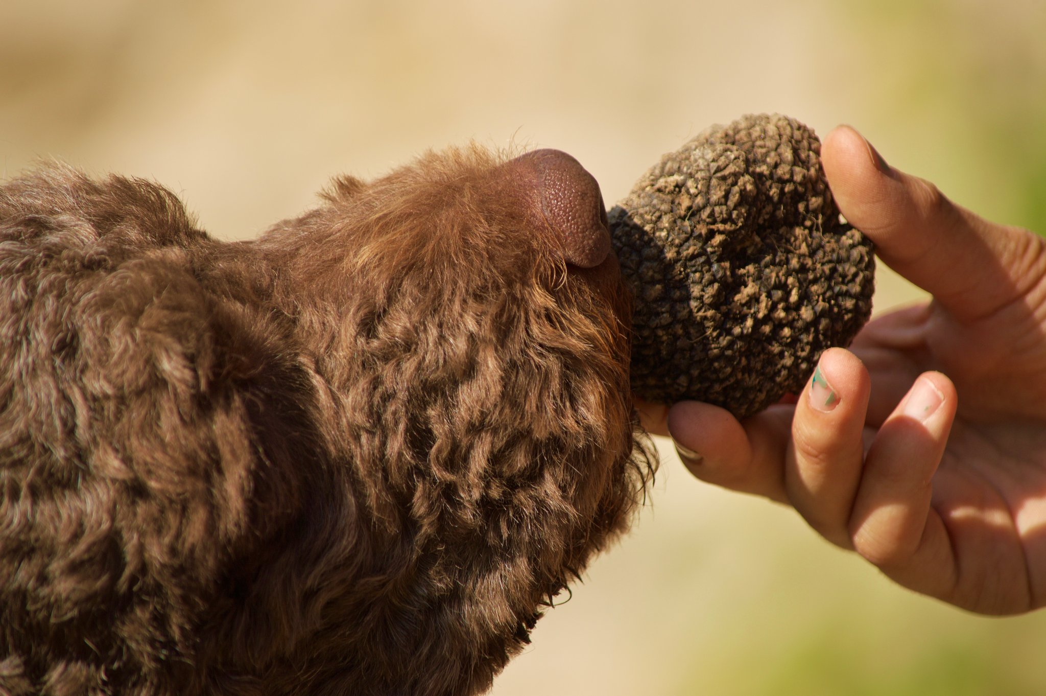 Mit dem Trüffelhund im Thurgau
