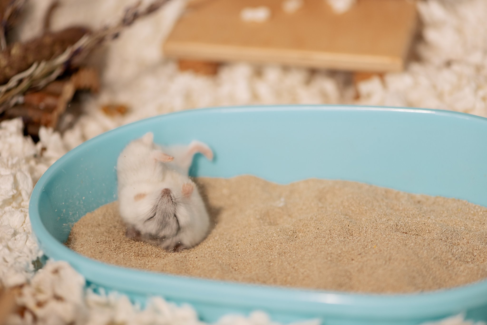 Welchen Sand für meinen Nager?