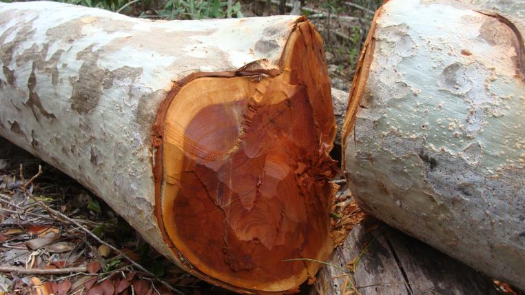 holzfaellen.JPG