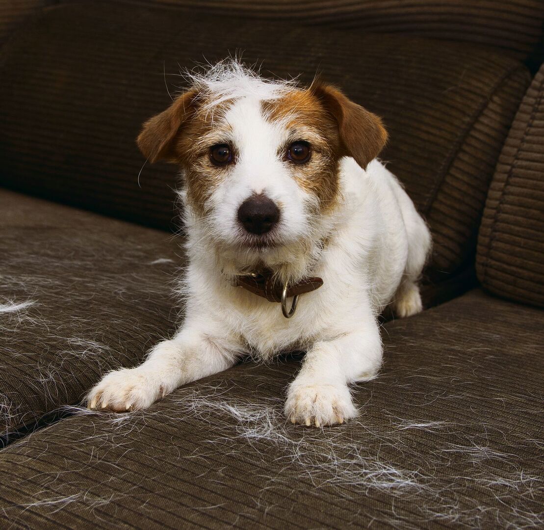 Hunde haaren das ganze Jahr über. Im Frühling verlieren sie aber besonders viele Haare.