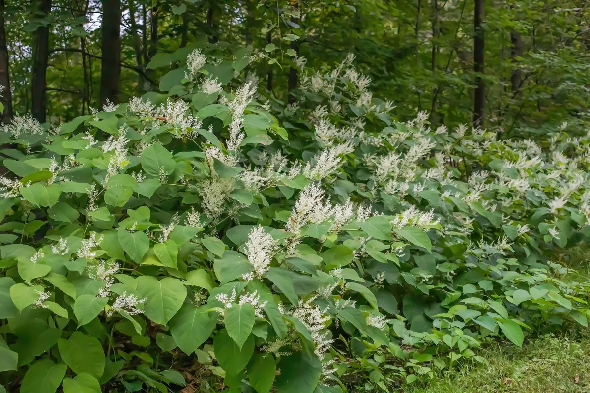 shutterstock_2522679825 Invasive Pflanzen locken invasive Insekten