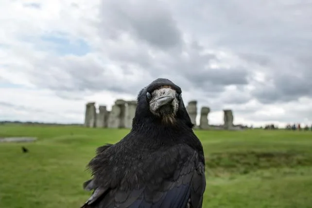 4748e9ac81c7c92a480d7e1764892feff026c5b9 01-Ravens-Omen.jpg
