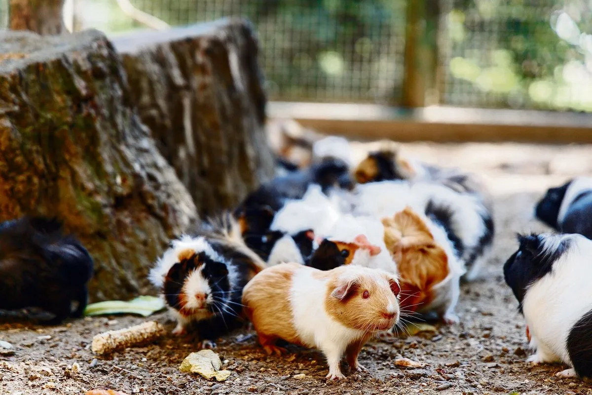 e5a0ea46ae45e43a18d7260050644aa62b6a781598bb9ba7ca73b5f3578b1bfa Meerschweinchen lieben weitläufige, ebene Flächen.