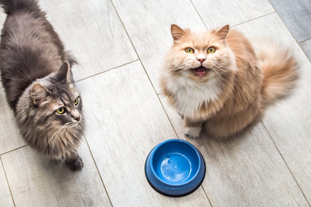 Wieviel Futter braucht meine Katze?