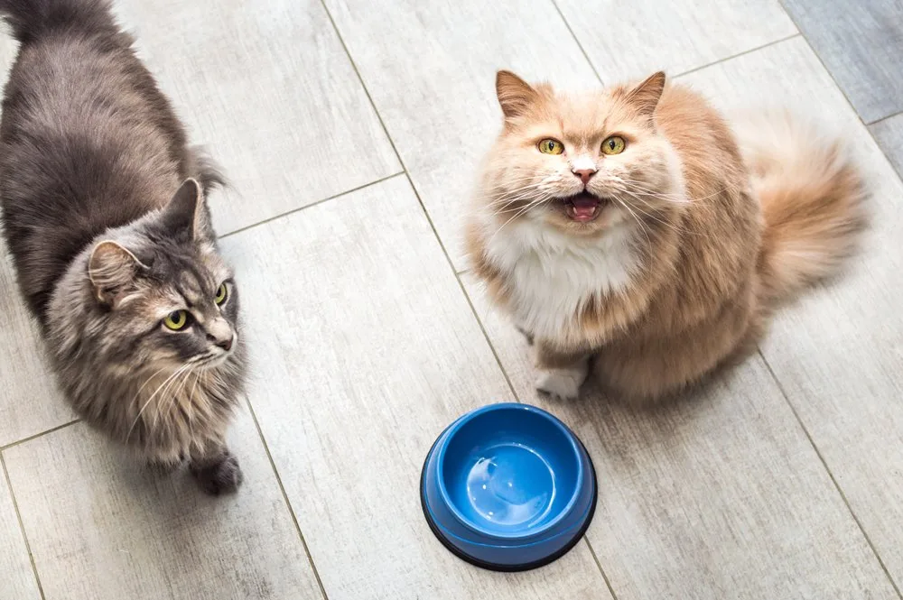 shutterstock_1982262791 Wieviel Futter braucht meine Katze?