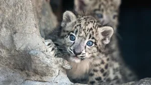 Schutz den Schneeleoparden: Tierschutzorganisationen hoffen, dassder «Geist der Berge», wie die Grosskatze genannt wird, langfristig überleben kann.