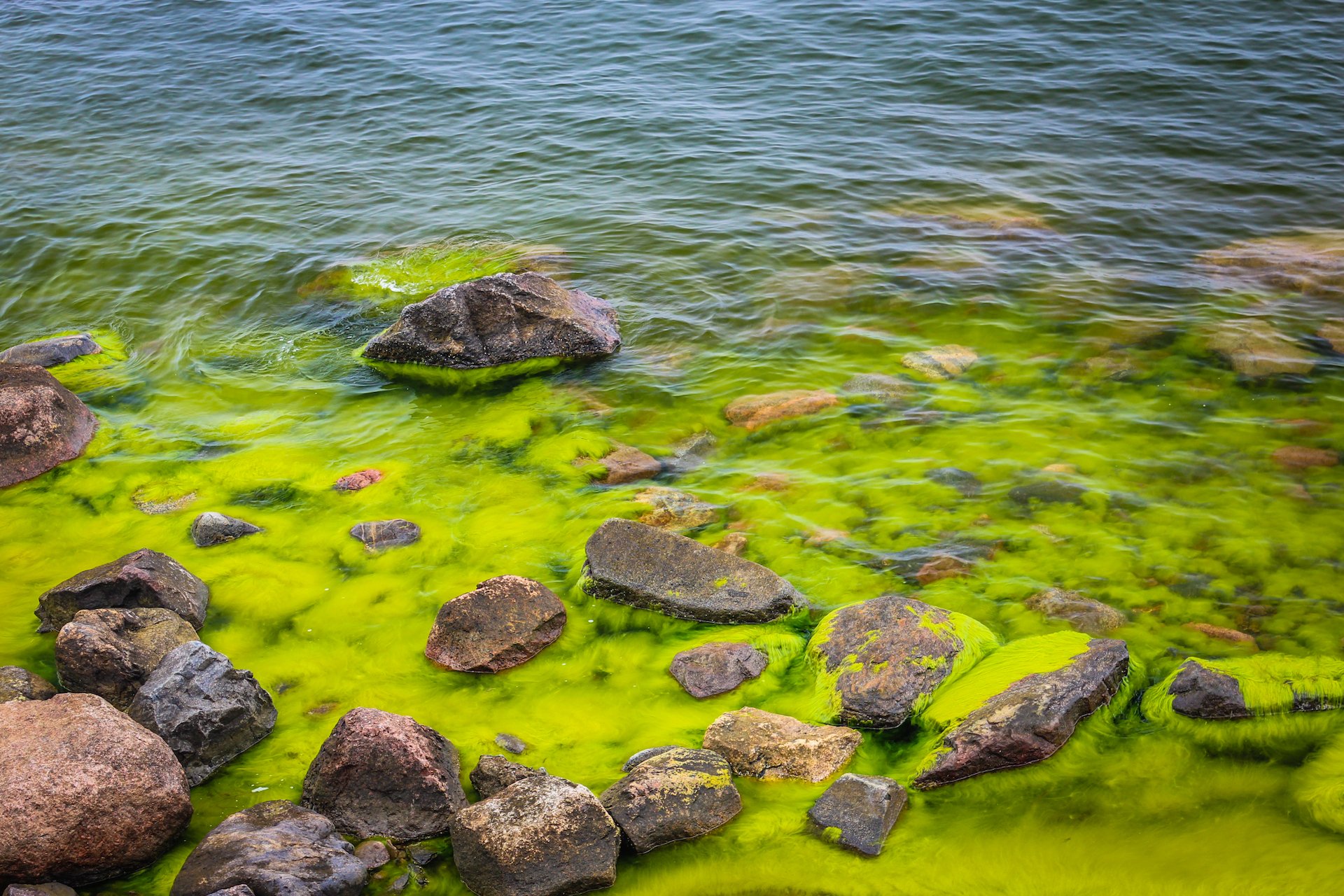 Blaualgen blühen auch im kalten Wasser