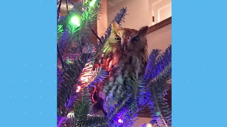 eule-im-christbaum.jpg