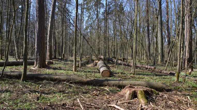 Abholzung Bialowieza