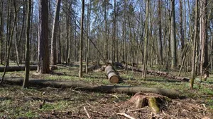 Abholzung im Bialowieza-Wald: Der polnische Umweltminister Jan Szyszko will bis zum Jahr 2023 den Holzschlag im Wald verdreifachen.