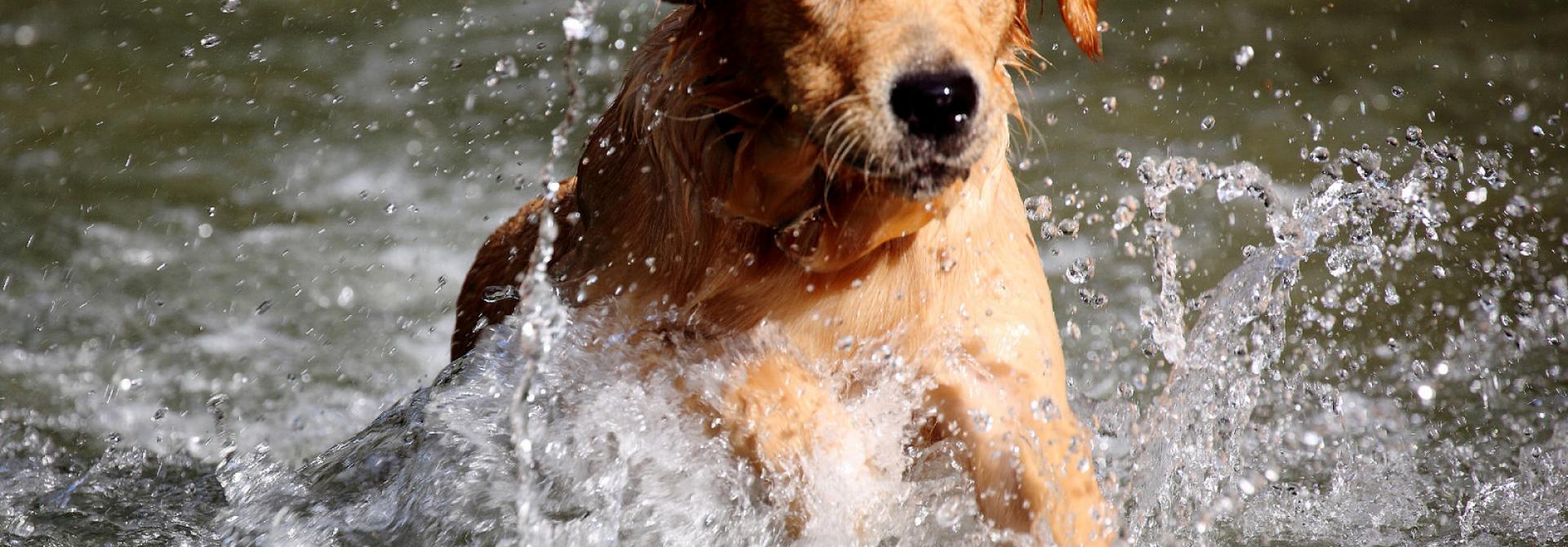 GoldenRetriever.jpg