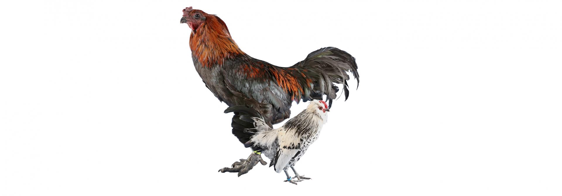 Belgische Hühner