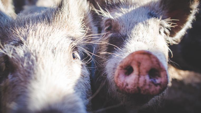 Schweine
