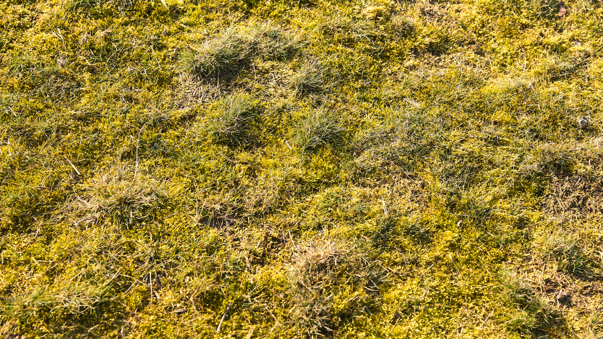 Moos im Garten bekämpfen