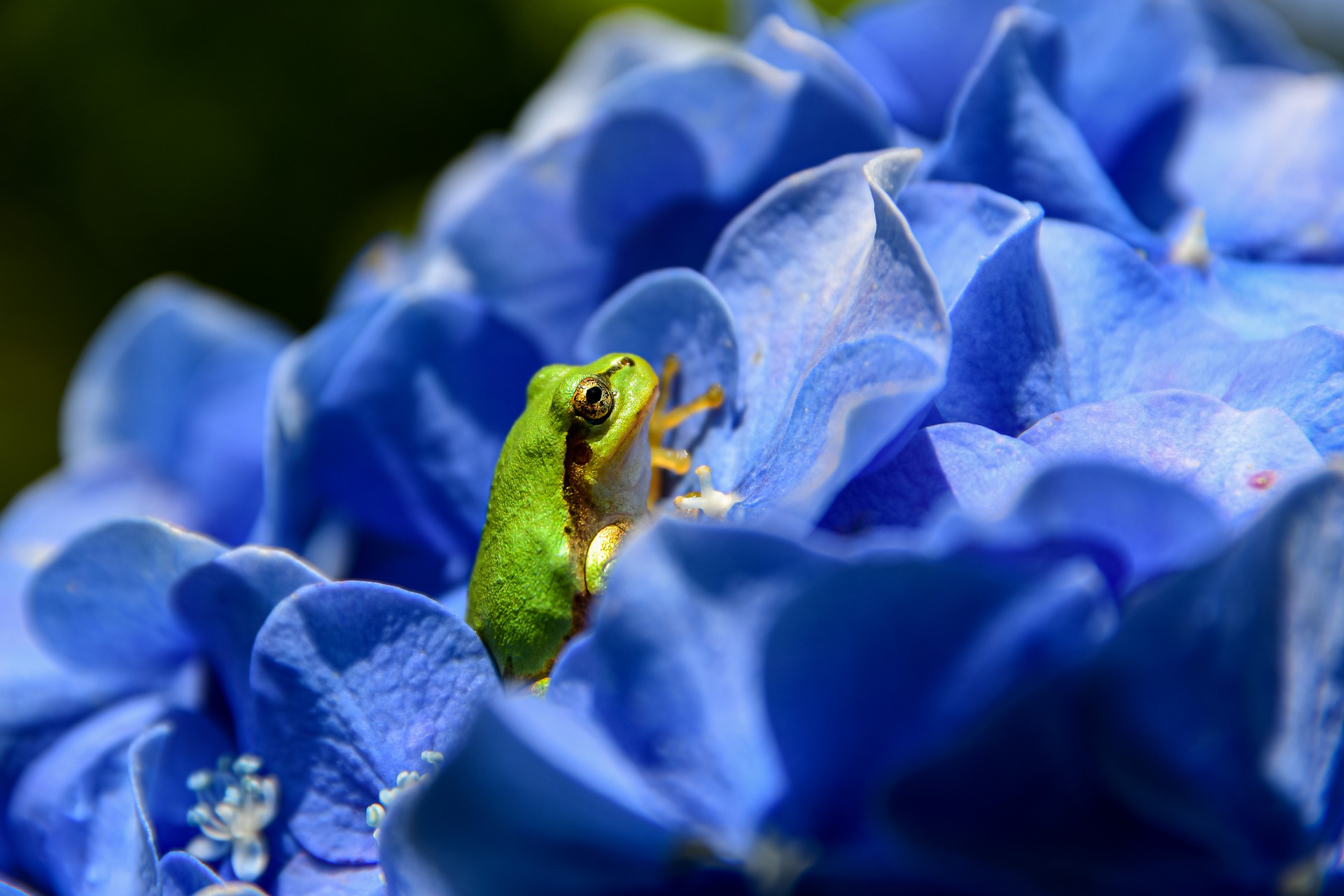 Frosch