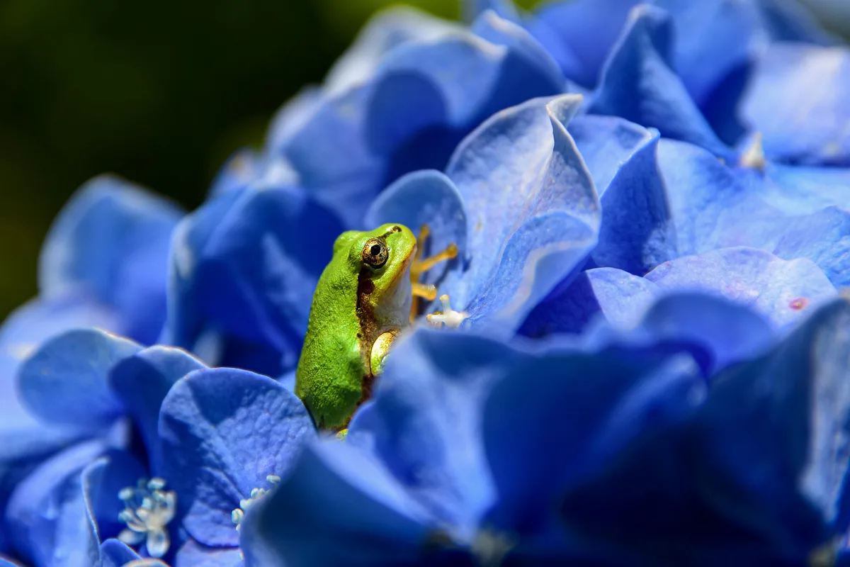 frog_Jhnnys_pic Frosch