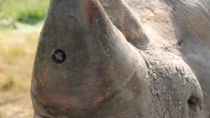 Nashorn mit Kamera