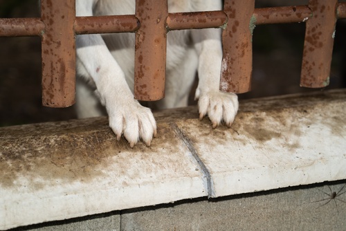 Untersuchungsbericht zum Tierschutzfall Ramiswil: Nicht alle 122 Hunde hätten eingeschläfert werden müssen