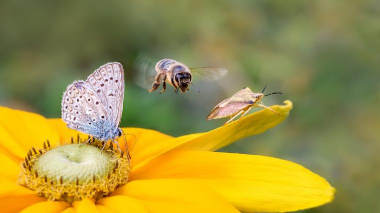 Biodiversitaet2.jpg
