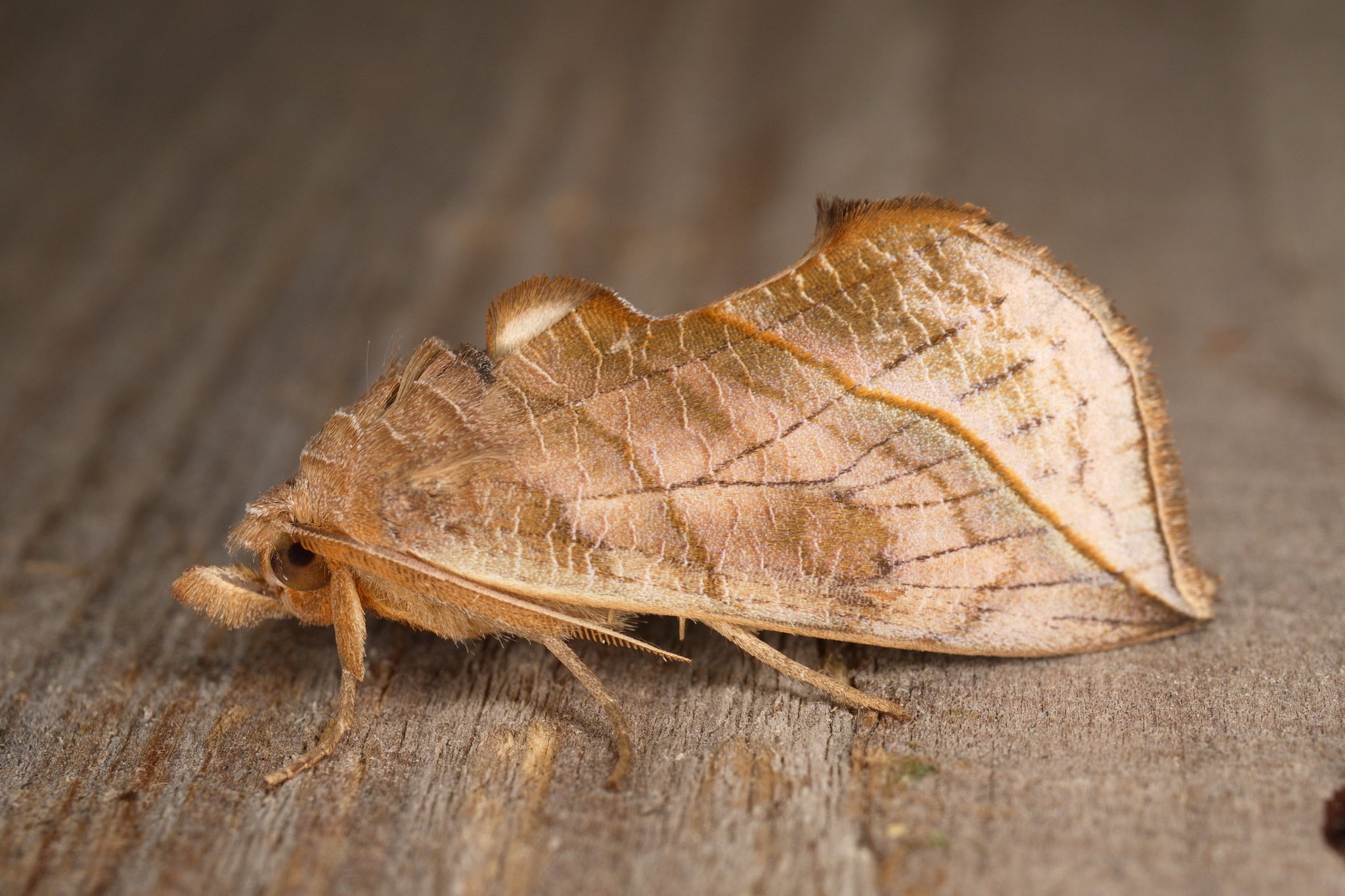 Die Vampirmotte: Blutsaugender Schmetterling