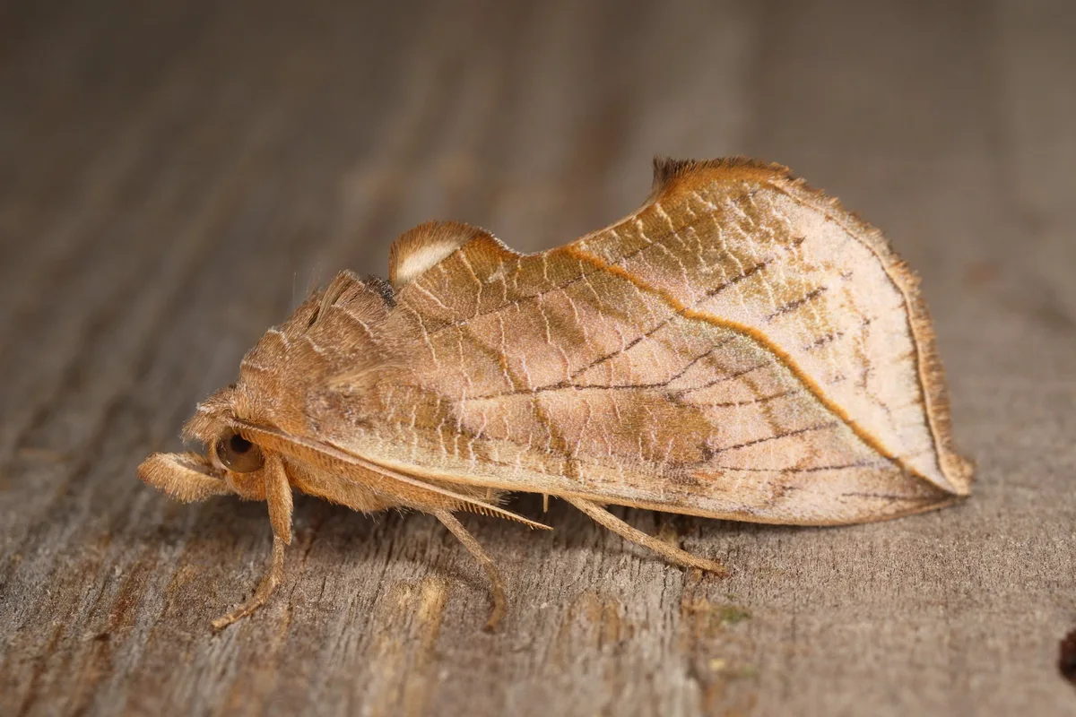 vampirmotte__Aleksandr_Korepanov Die Vampirmotte: Blutsaugender Schmetterling